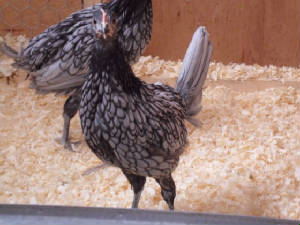 andalusianbantam3.jpg